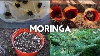 Moringa Oleifera from seed to tree - The complete guide to growing the superfood Moringa