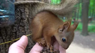 Самый маленький бельчонок у меня на ладони и Балерина тоже / The smallest squirrel