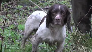 Intftch Hollydrive Bert 2019 Irish Spaniel Championship