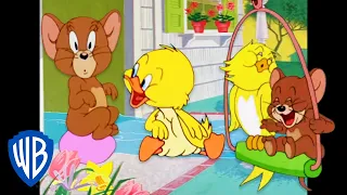 Tom i Jerry po polsku 🇵🇱 | Ciągnie swój do swego… i do Jerry'ego 🐣 | WB Kids