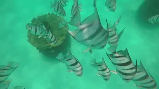 Snorkeling Destin’s Henderson West Artificial Reef