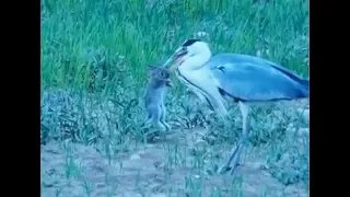 Heron Swallows Live Baby Rabbit Whole!