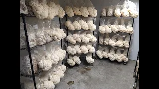 Quitting job and running a mushroom farm - My Experience SO FAR