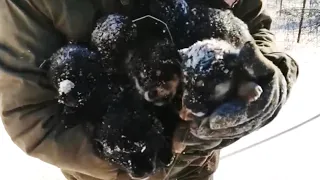 It's heavy snow, a dog gave birth to her pups outside frozen