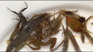 Capture and observe various creatures in Japanese rivers. Frog, fish, loach.