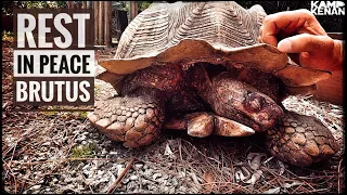 My Oldest Sulcata Tortoise has Died