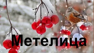 С .Трандафилов -  Метелица/COVER/