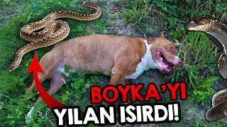 BOYKA'YI ORMANDA ZEHİRLİ YILAN ISIRDI !! (ZEHİRLENDİ Mİ??)