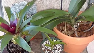 Guide to watering & feeding your bromeliad and orchid plants🌸💦Caring for bromeliad babies