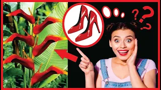 Flowers That Look Like Something Else ! ( Did you know the Most Sinister Flowers You've Ever Seen? )