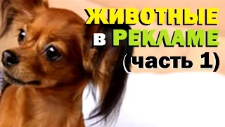 Галилео. Животные в рекламе (часть 1)