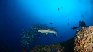 Diving in Cocos Islands - June 2015