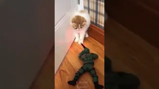 Cutest Cat frightened by soldier toy #shorts