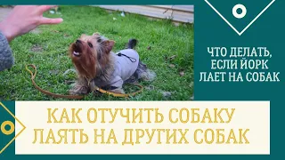 DogVlog. Как отучить собаку лаять на других собак. Что делать, если йоркширский терьер лает на собак