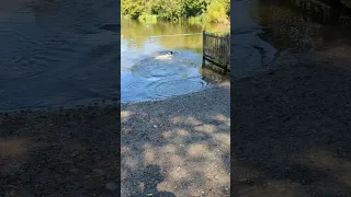 No Jumping in the water