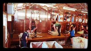 Shearing fullwool ewes out Glenbrae Station