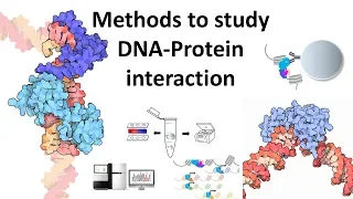 Techniques to study DNA protein interaction