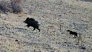 Shotkam kamera ile yaban domuzu avı / Wild boar hunting