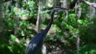 Croaking of a Great Blue Heron