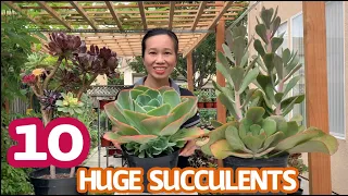 #238 10 CÂY SEN ĐÁ SIÊU TO KHỔNG LỒ | 10 HUGE SUCCULENTS IN MY BACKYARD