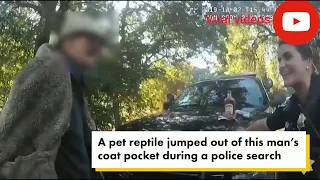 Lizard leaps out of man’s pocket during hilarious police search