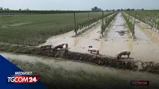 Alluvione in Emilia-Romagna, il dramma degli animali