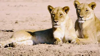 This Lioness Wants to Steal a Crocodile’s Lunch