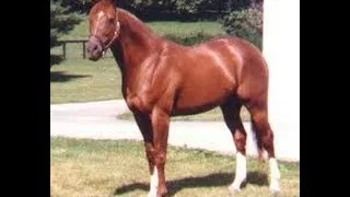 SECRETARIAT - The Immortal