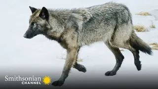 This Lone Wolf Weighs Up a Solo Attack on an Injured Elk 🐺 Epic Yellowstone | Smithsonian Channel