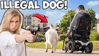 r/JustNoHOA Karen SHOT My Service Dog, Claims Dogs Aren't ALLOWED!