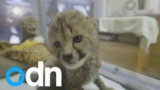 Cute Killahs: Cheetah cubs hand-raised at San Diego Zoo