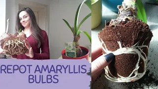 HOW TO REPOT AMARYLLIS BULBS AT HOME EASILY. How to transplant Amaryllis bulb not damaging the roots