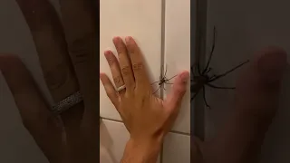 Alptraum auf der Toilette ! 🥶🕷  #tiere #trending #spinne #youtubeshorts #scary