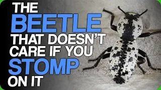 The Beetle That Doesn't Care If You Stomp On It (The Fact Fiend Mascot)