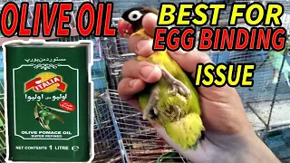 Egg Binding Issue in Lovebirds - How to treatment In Urdu/Hindi|Egg Binding Kyun Hote Hain|DsAviary|