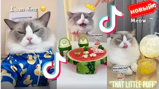 Подборка Tiktok 2022: Веселые коты готовят еду 😺"That Little Puff" #9