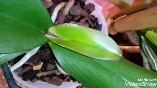 Оставьте Орхидеи в Покое | Вредители Орхидей | Клещ на новых листьях
