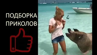 Подборка Приколов Май 2018. Best Jokes! Кабаны Загорают На Мальдивах. Ржака