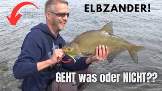 Zanderangeln an der Elbe - erste Erfahrung mit dicken Beifänge - Auf was musst du unbedingt achten!