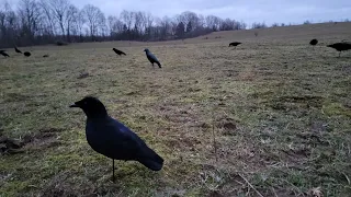 Crow hunting    successful 2 day hunt