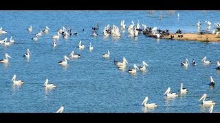 Pelicans at Lake Menindee (New South Wales) AI narration