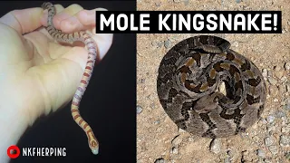 Dirt Road Rattlesnake and Baby Mole Kingsnake! Fall 2021 Roadcruising for Snakes in Georgia