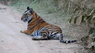 Panna Tiger Reserve T1 with her subadult cubs