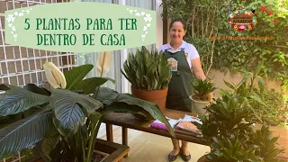 Conheça 5 plantas ideais para ambientes internos