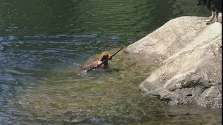 Colliery Dam Park, Nanaimo - dogs swimming