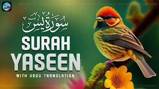 Surah Yasin ( Yaseen ) with Urdu Translation | Quran Tilawat Beautiful Voice | Hindi Tarjuma