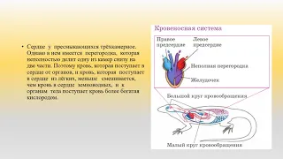 Внутреннее строение пресмыкающихся биология 8 кл