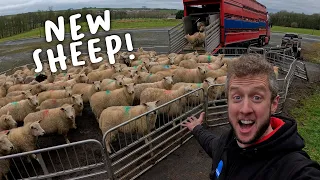 We bought 184 pregnant Ewes!!