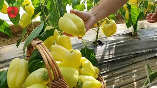 I always plant these plants next to peppers - higher yield and healthier plants