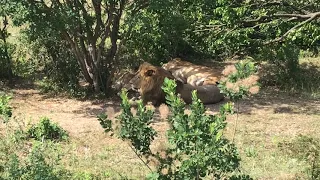 У Чука своенравная подружка! Тайган.Lioness dissatisfied with the lion.